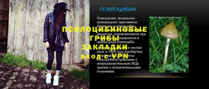 omg   Камышлов  Псилоцибиновые грибы Psilocybe 